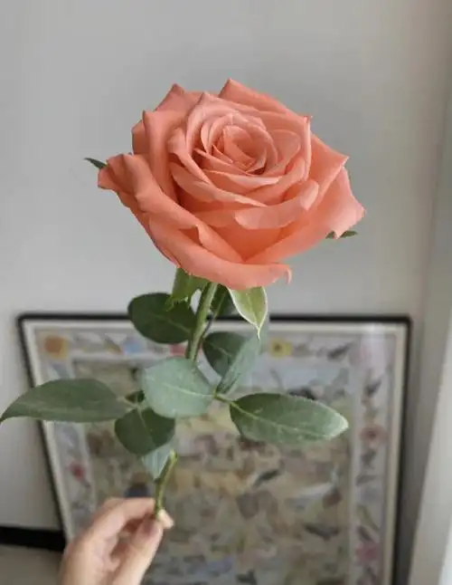 影星玫瑰花语与寓意