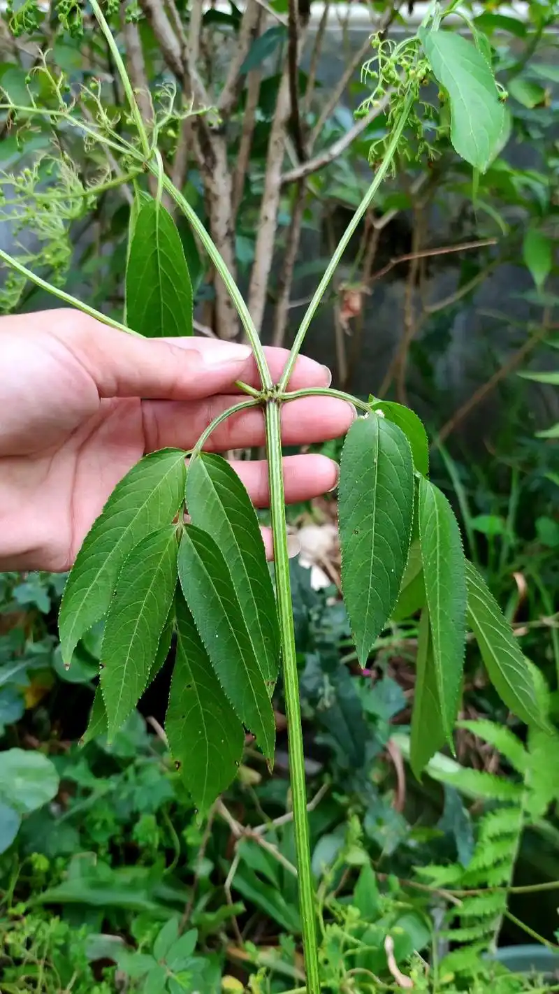 这种植物的学名叫接骨草,别名八棱麻,陆英,有村民采回家晒干