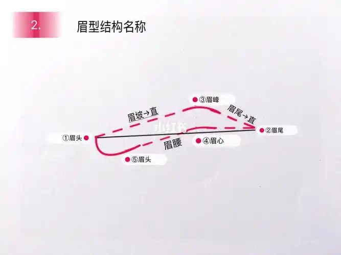 099969♀15想要画好眉毛,首先了解眉毛的组成结构,宽窄长度