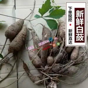 山上现挖新鲜白蔹 药材自家在山里挖的白蔹鲜货九牛力烫伤药500克