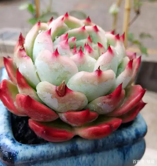 都说吉娃娃难养,把5点做好,吉娃娃不但叶片肥厚,而且叶尖很红