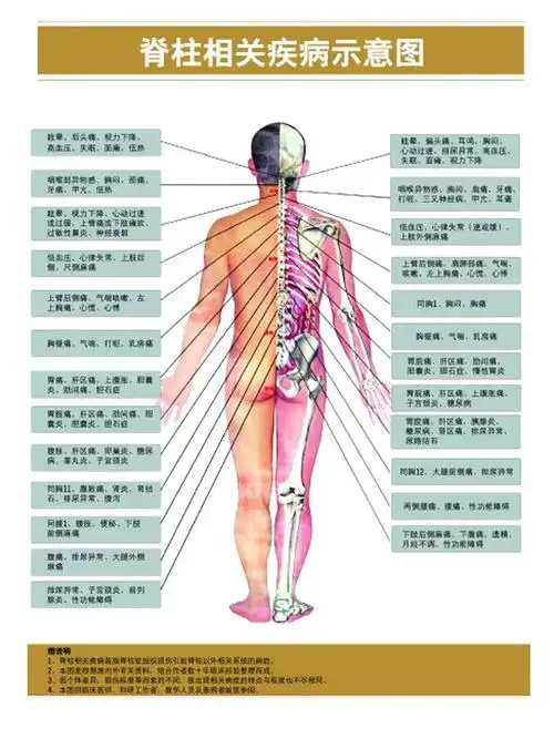 艾家医养馆_健康养生_颈椎病的起因与调理_交感神经