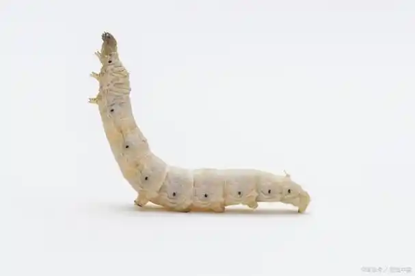 一只蚕能吐多少丝