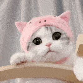 网红猫咪泡芙表情包十八