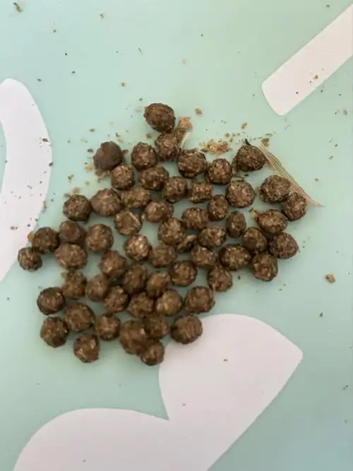 求助帖请问兔兔的便便正常吗