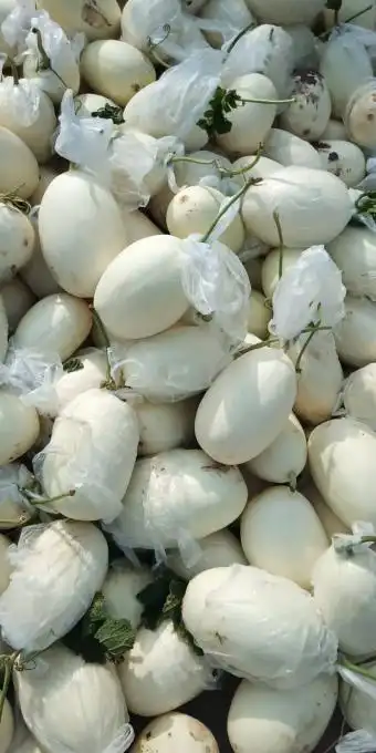 山东白金蜜瓜产地批发