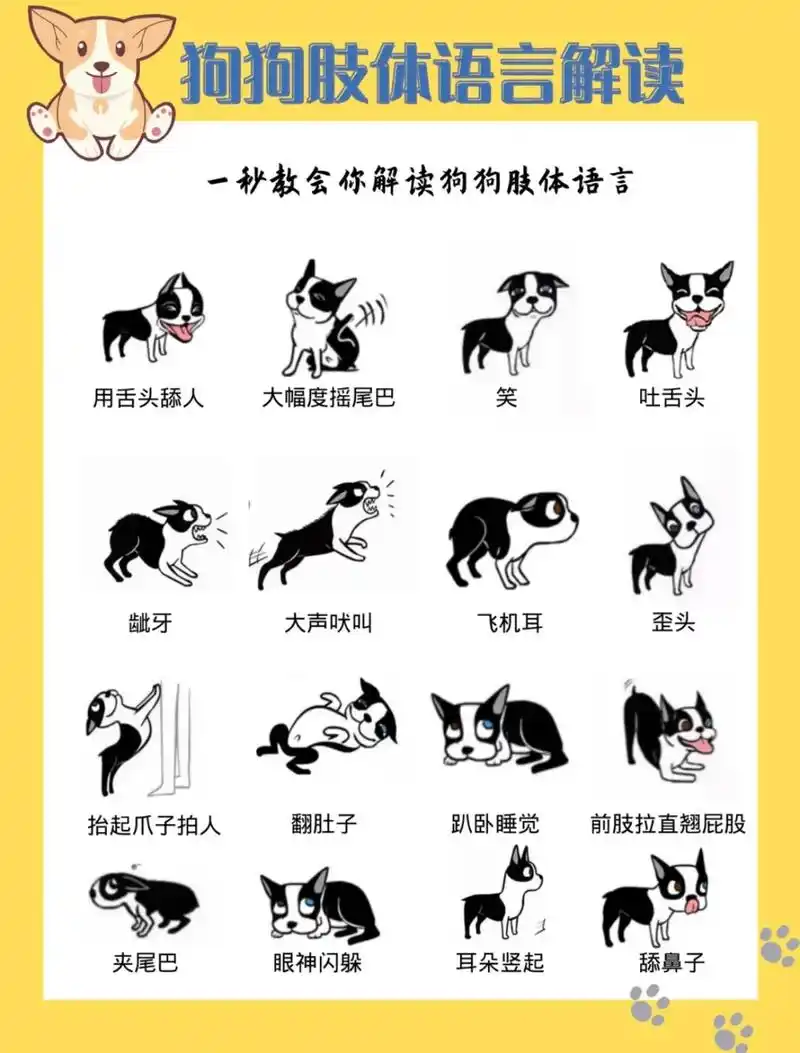 抖音图文来了 5秒教会你解读狗狗的肢体语言.#萌宠出道计划 - 抖音