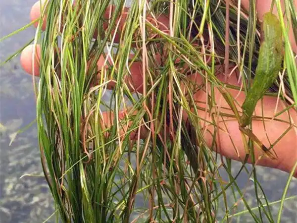 刚采挖的微齿眼子菜