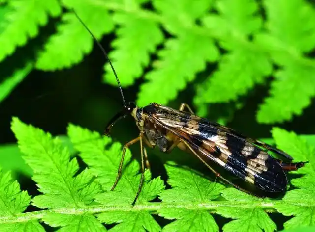 喜吸人畜血液传染黑热病的可怕蛉虫图片(10张)