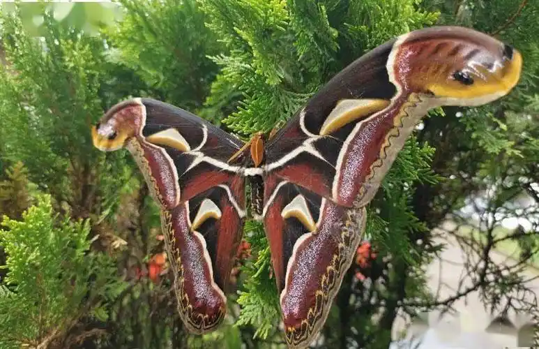 慎点!这只"扑棱蛾子",差点没把小编送走