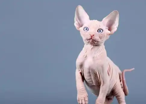 明星们都开始养这种猫了,王一博,陈乔恩,都甘愿当它的铲屎官!_斯芬克