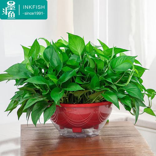 墨斗鱼绿萝盆栽 室内绿植盆栽吸甲醛植物盆栽特大盆360青叶短款吸水盆