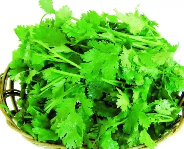 元须菜是香菜吗