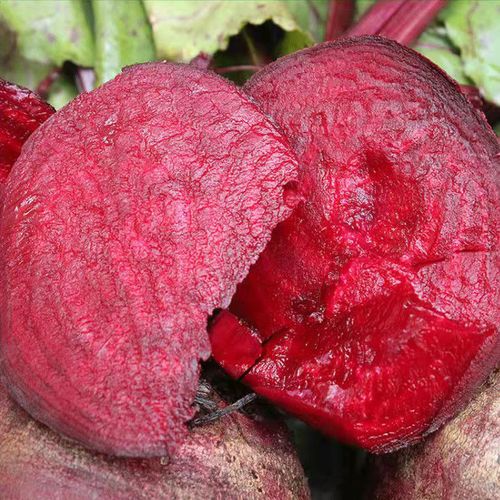 甜菜2021年红菜头多汁纯红有机农家精选头打现挖其它