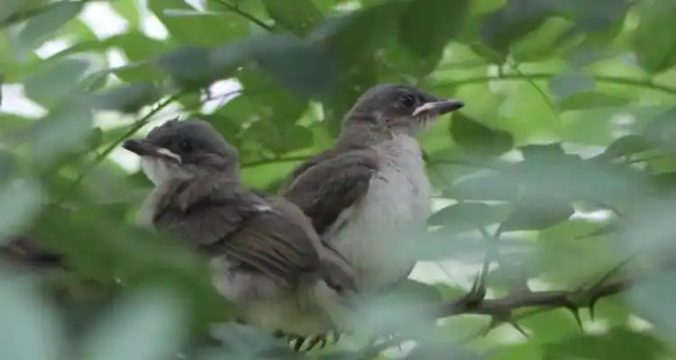 白头翁鸟公母区别图比较