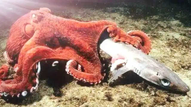 鲨鱼大战巨型章鱼,最后到底鹿死谁手?