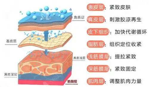 真皮层:刺激胶原再生.皮下组织:加快代谢循环.