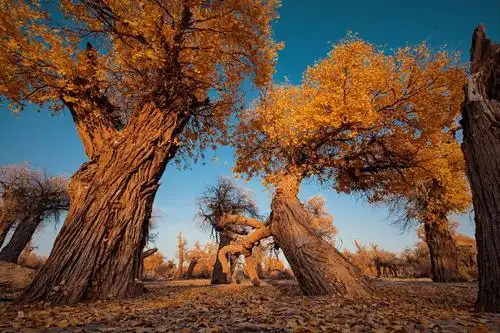走进千年的胡杨