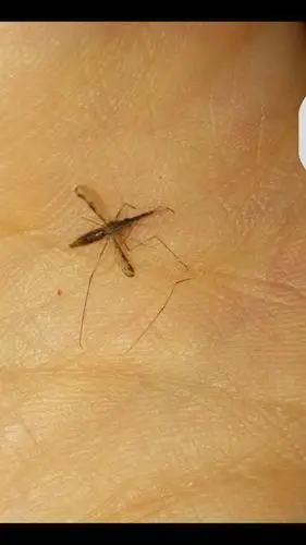 这种蚊子是什么品种?叮咬有刺痛感,地区浙江象山