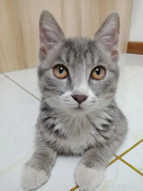 灰色狸花猫罕见吗? - 知乎