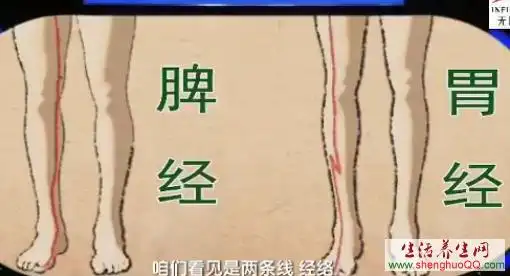 脾经和胃经中医书记载:肝主筋 肾主骨腿疼原因肝肾不足就造成了我们的