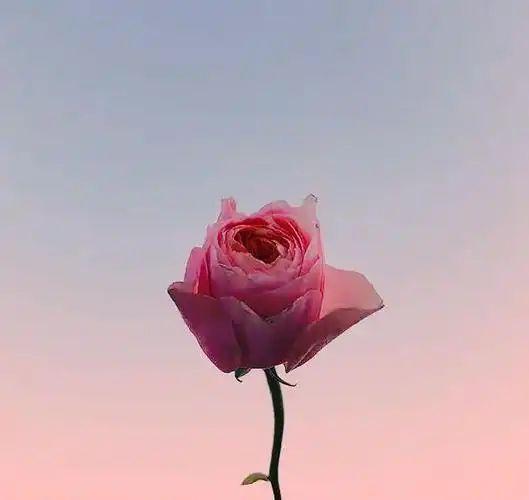 accompany is the longest confession of love