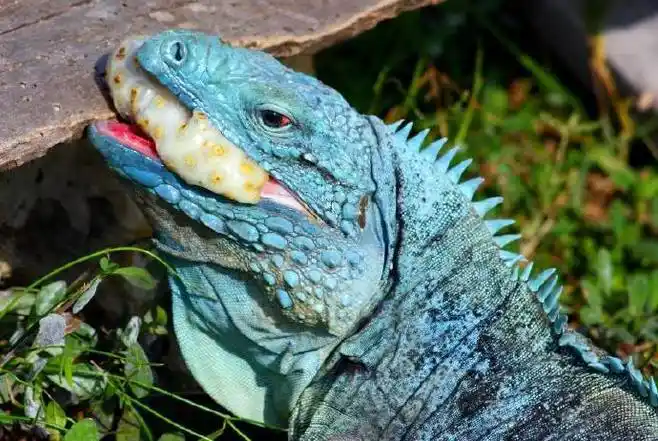 【慎入】grand cayman blue iguanas 大开曼岛的蓝蜥蜴~超美的