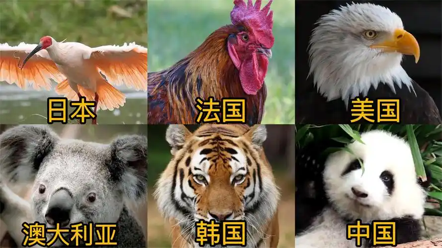 不同国家的国宝,法国国宝谁都可以养,韩国的被他们整灭绝了