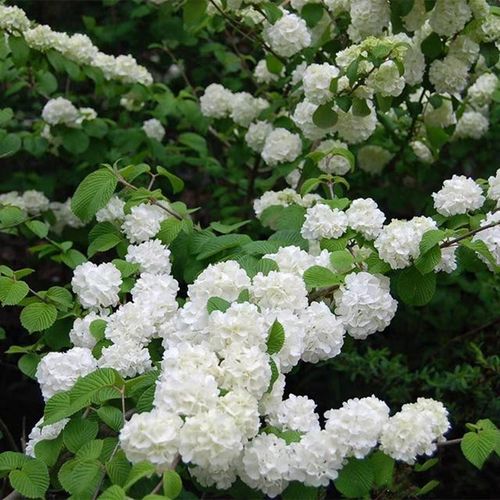 麻叶绣球中华木绣球丛生麻球盆栽日本雪球荚蒾庭院大花斗球树苗木