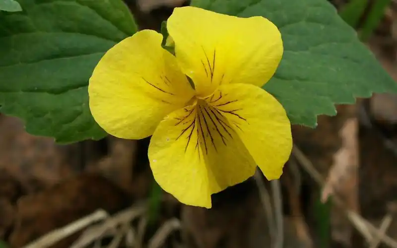 电脑壁纸 花卉 鲜花 紫罗兰花朵