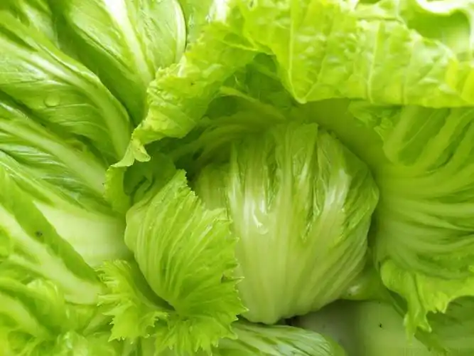 包心芥菜如何种植?包心芥菜田间管理技巧(图2)