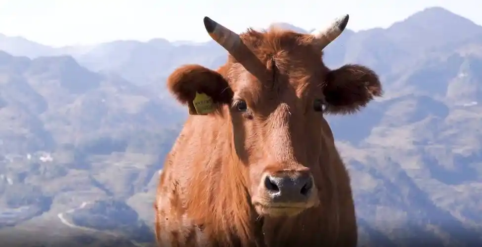 贵州十强农产品区域公用品牌贵州黄牛