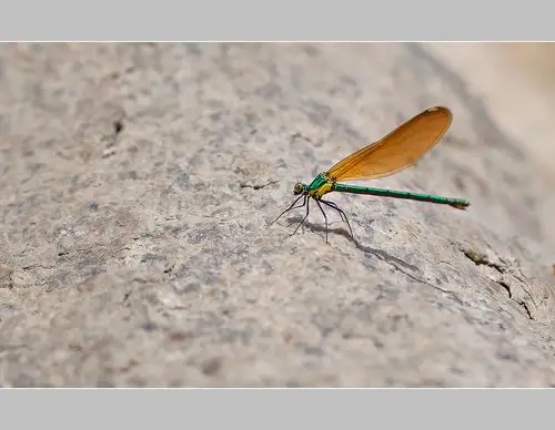 【几张小蜻蜓】