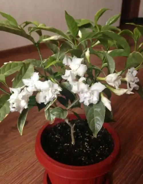 它就是"水晶茉莉",但它并不是茉莉花的某个品种,它有个很土的名字,叫