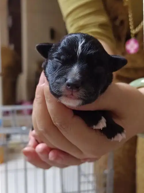 这是雪纳瑞和比熊的宝宝