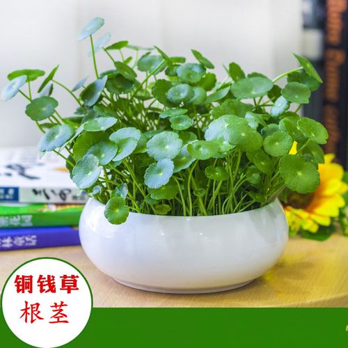 聚财铜钱草室内办公室盆栽水养花卉绿植金钱草净化空气水培植物