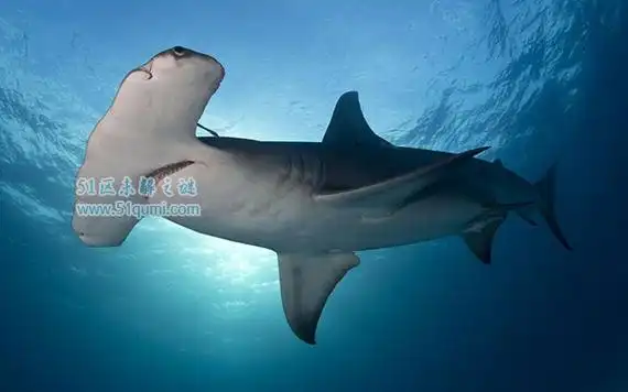 双髻鲨为什么长了个锤头脑袋?双髻鲨吃人吗? | 壹视点