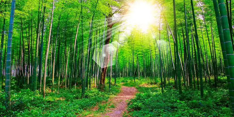 春天的阳光春天的树林展板背景绿色梦幻森林树林丛林阳光光效森林展板