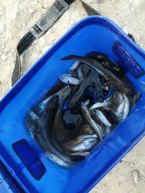 国庆假期钓海鱼