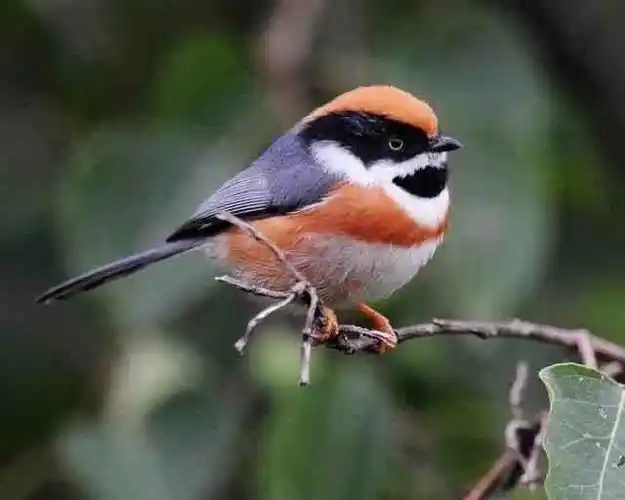 中国最小的鸟长啥样