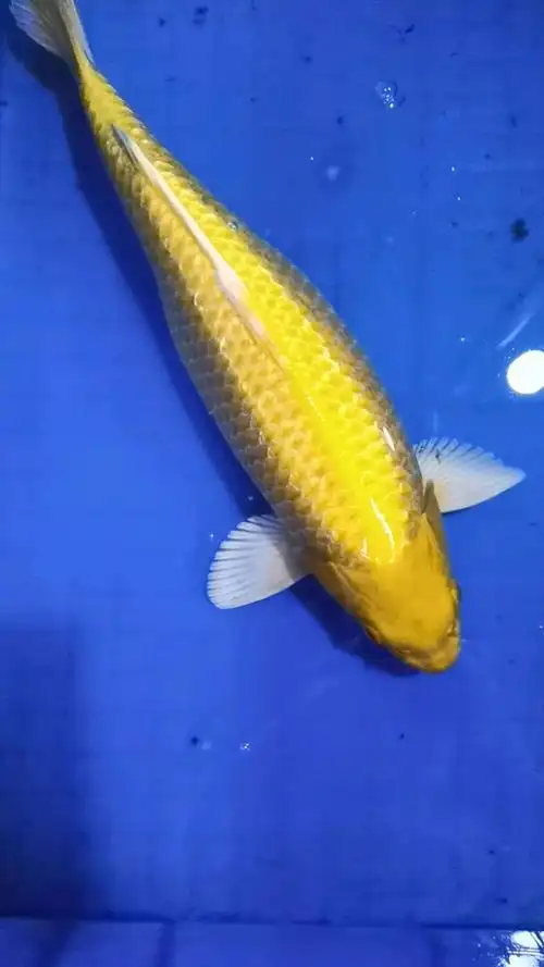 闪光鳞黄金锦鲤,鳞片闪闪发光的哦!