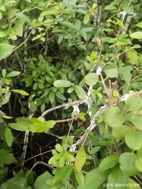 白蜡蚧刺吸危害,园林人注意提高警惕!