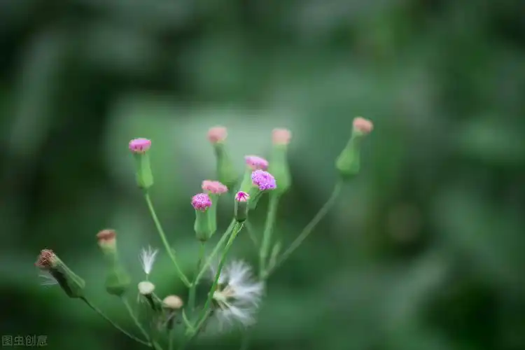 一点红——虽然清热解毒,散瘀消肿,但却具有肝毒性