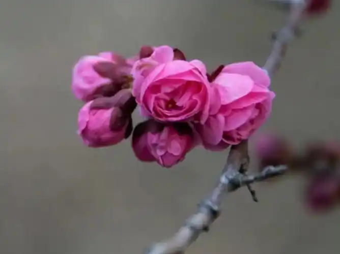 零落掌中花溅泪,醉眠梓里雁来迟.听梅借问春日早,凭览香痕对月思.