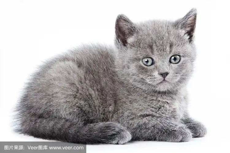 毛茸茸的灰色小猫英国猫(孤立的白色)