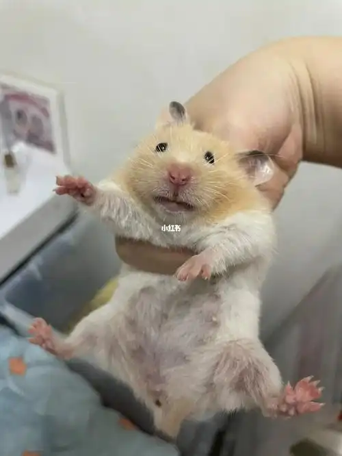 成年金丝熊免费送