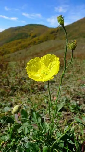 野罂粟,坐着晒了好一会太阳,一边看它揉皱的纸一样的花瓣