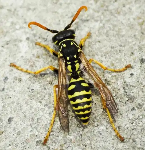 柞蚕马蜂 (动物)