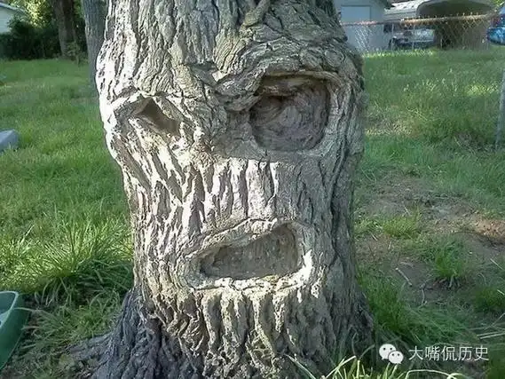 大千世界 看看那些已成精的树怪