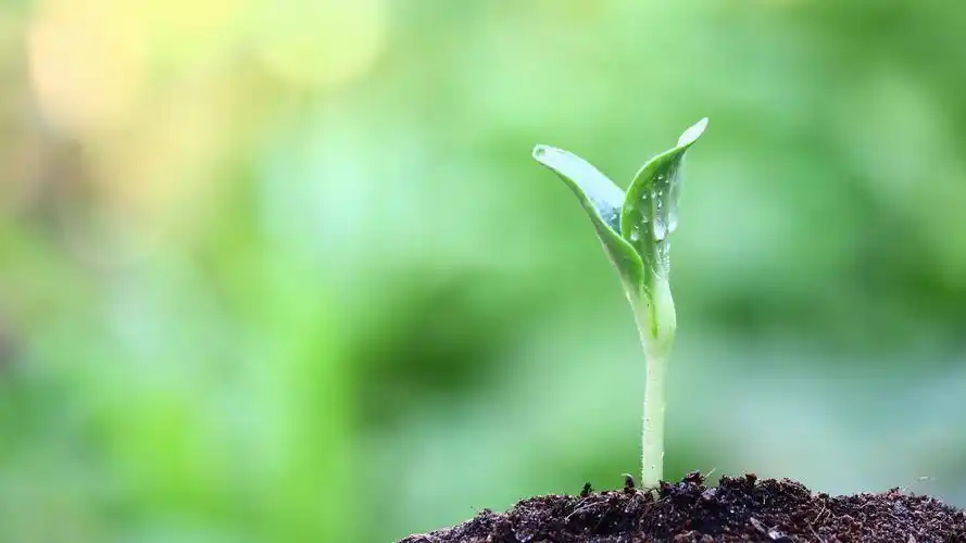 小清新绿色嫩芽高清植物桌面壁纸下载